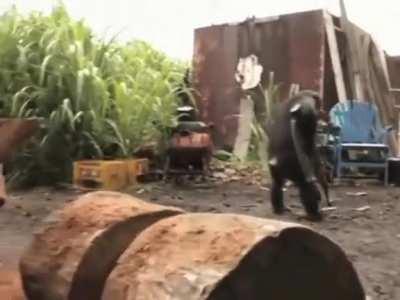 Congrats to monke for winning the dino vote!