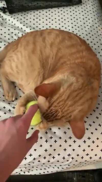 I'd like to repost my video of my Charlie. He passed away two weeks ago today, and I forgot about this video and would like to share it again because I am still sad about losing my best friend. (I don't know where the audio went)