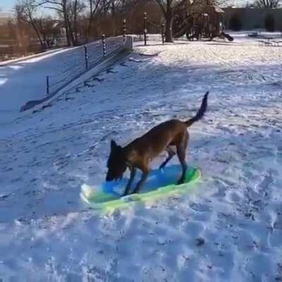 Dog knows how to enjoy life