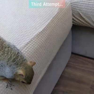 Cookie vs Christmas gifts.. She is such a picky squirrel!