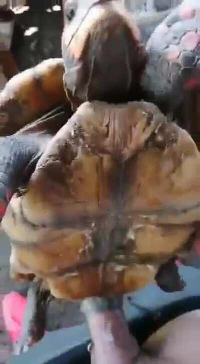 DABABY FUCKING A TURTLE REAL NO CAP NOT FAKE REAL GENIUINE NOT FAKE REAL GENUINE NOT REAL FAKE BUT REAL DABABY FUCKING A TURTLE IM NOT CAPPING THIS SHIT REAL YEAH IT REAL DABABY INSERTING HIS SLOPPY JOE INTO A TURTLE IM NOT CAP IT REAL MUST WATCH THIS IS 