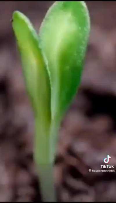 Bro just saw how the universe started