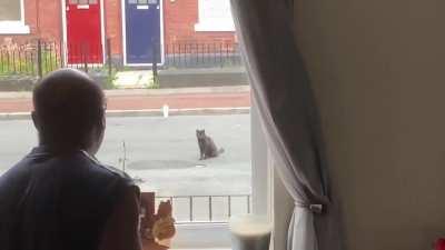 Cat making car drive around it by sitting in the middle of the road.