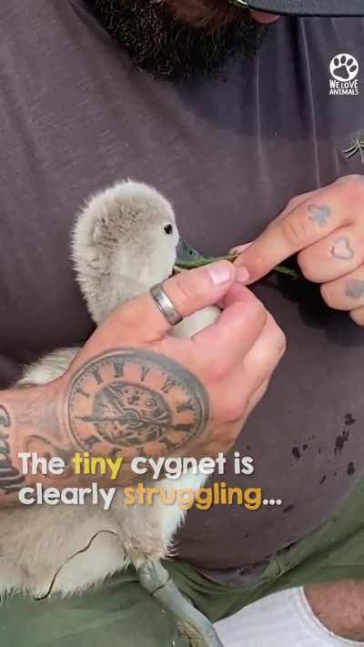 Lovely human helps a cygnet choking on weed
