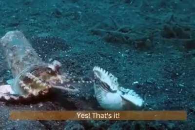 This diver spent a long time finding the perfect shell for this little fellow.