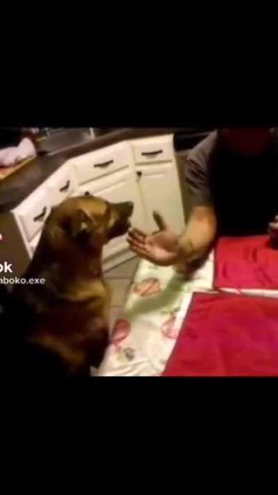 Si beelce tuviera un perro