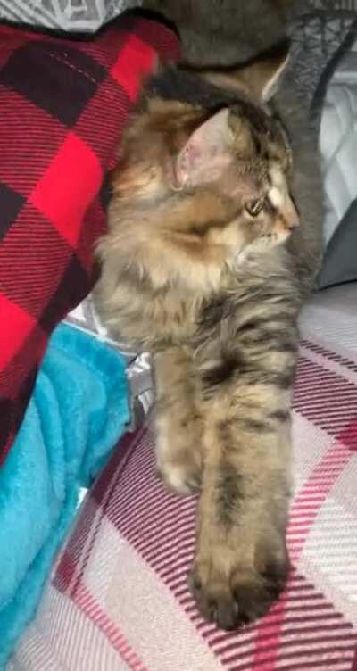 Just minding my own business felt tiny needles in my butt 👀