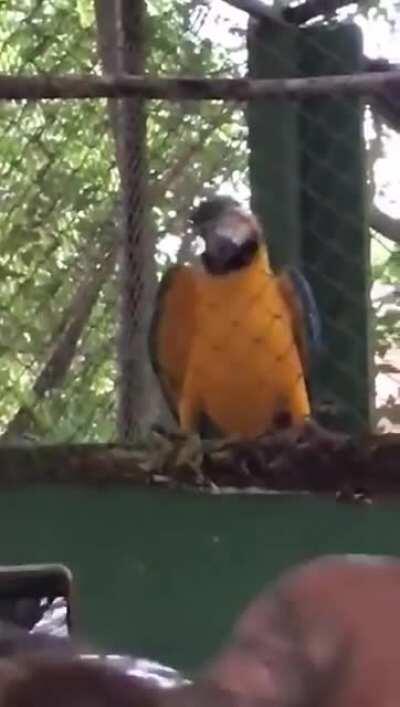 Just a parrot vibing in a rave party