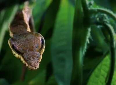 🔥 This caterpillar impersonating a snake!