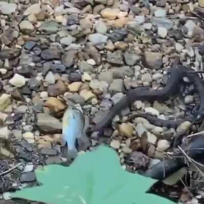 Wholesome video of guy saving fish