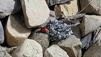 An early spring helper showed up at work near the airport today and fought off an ant that was getting handsy with my tools.