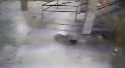 Leopard snatches a puppy