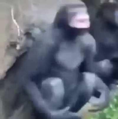 Upvote so this can get in jakertons video