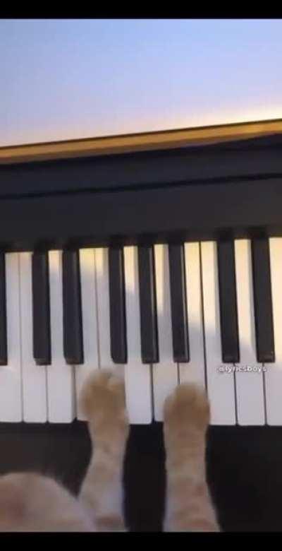 kedi ferodan daha yetenekli