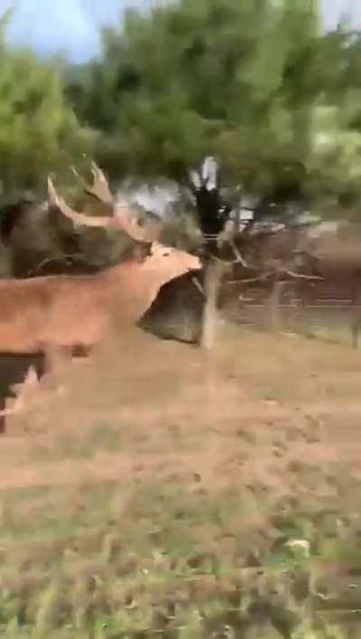 🔥 These speedy deer