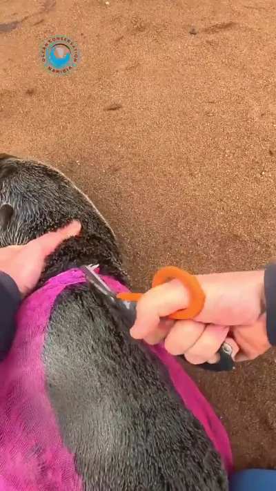 Man helps seal stuck in a vegetable sack