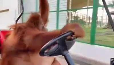 MUQUINHA ANDANDO POR BANGU (VIDEO GRAVADO EM 2012)