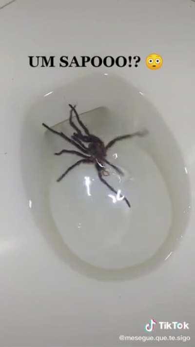 Acho q agora vou usar uma sacola