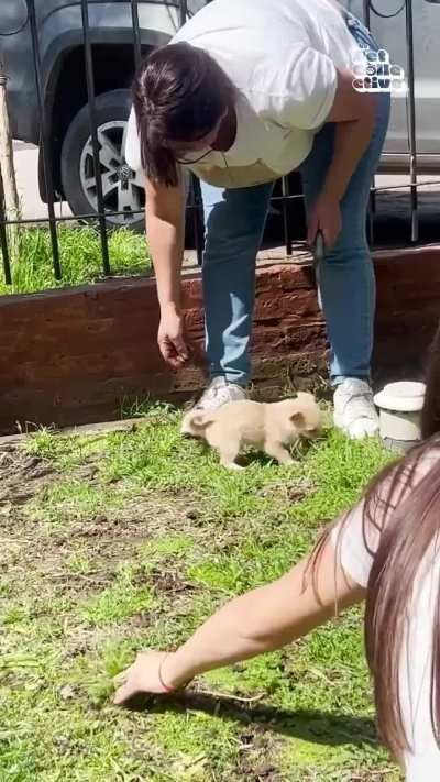 Puppy helps to collect grass