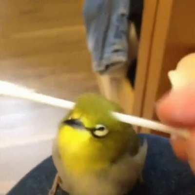 I clean my ears the same way.