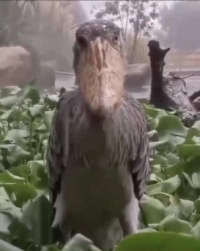 Daily reminder to those who doubt, Allah is always watching.