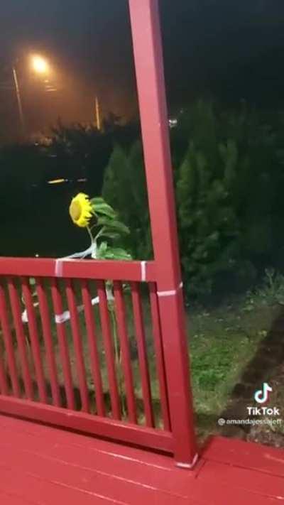 Florecita roquera... 🎼🎵🎶