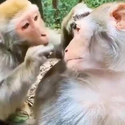 A monkey bro helping his friend having some eye problem. Dr. Monkey. Eye Specialist. That will be 10 bananas.😇