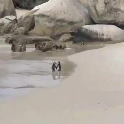 Love penguins holding flippers
