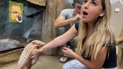 Armadillo was a little too excited