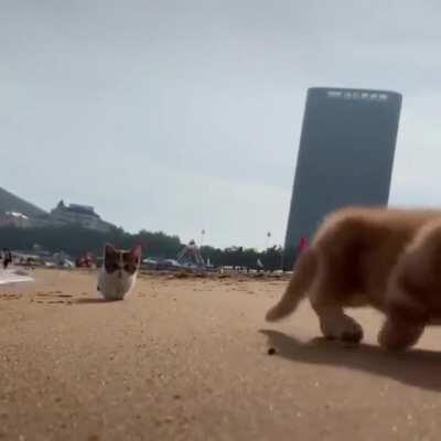 Милые котейки на пляже