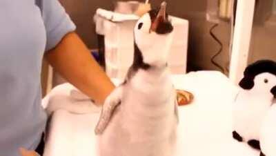 A month-old, 2-pound emperor penguin gets a morning feeding at Sea World San Diego