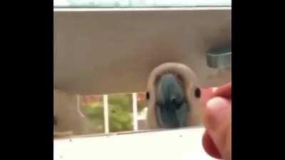 Betrayal of the highest degree