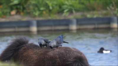 Jackdaws are corvids that are generally smaller than crows and ravens. There are two species, western (mainly Europe and northern Africa) and Daurian (mainly east Asia). These western jackdaws in the Netherlands are collecting horse hair to use for buildi