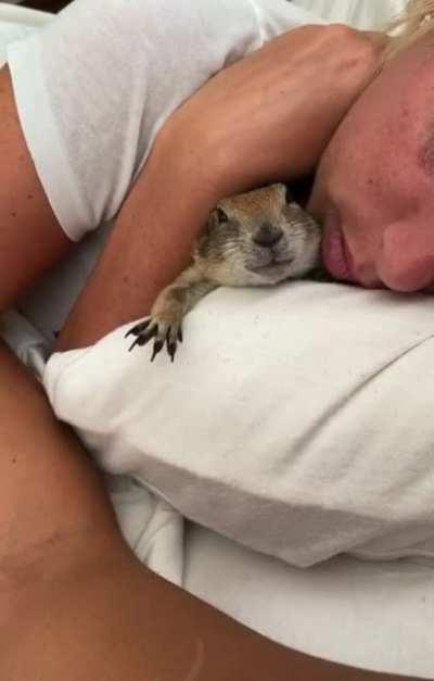 That is one cute rodent-like creature