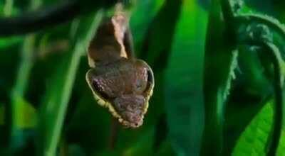A caterpillar impersonates a snake to scare off a hungry, snake-phobic monkey.