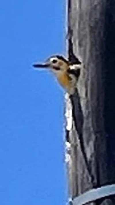 pusieron casas en los postes