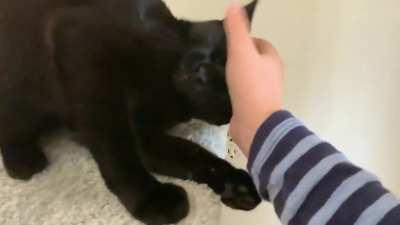 My baby boy Apollo (wait till the end)