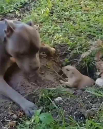 That gopher is so cuteee