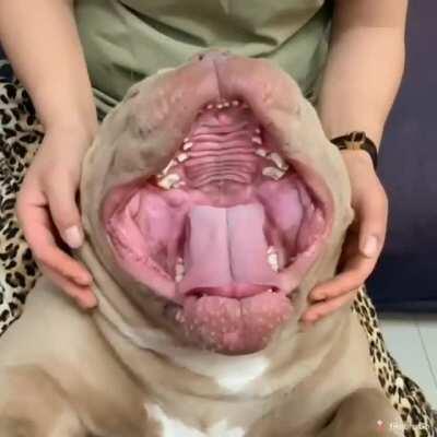 What a Giant doggo...