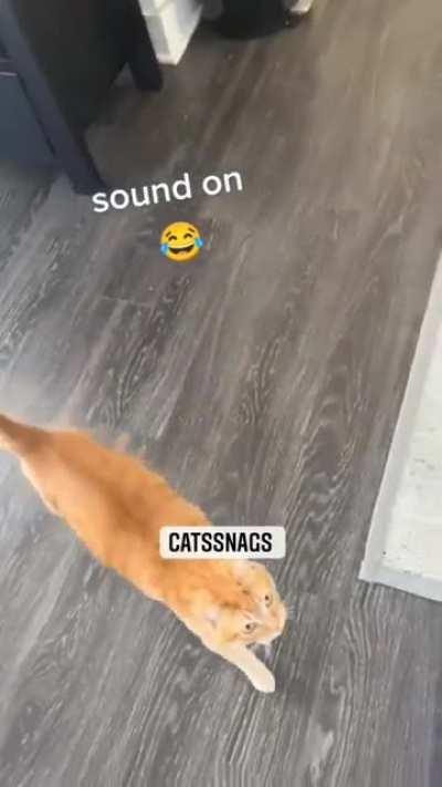 Cat sings a song of joy when she hear can opening