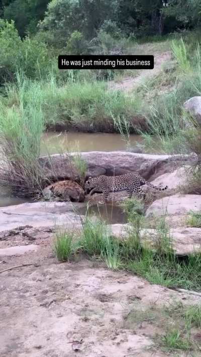 A Leopard Wakes Up A Sleeping Hyena