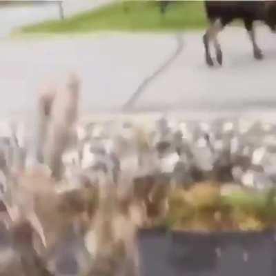 Would you stand there and record this?