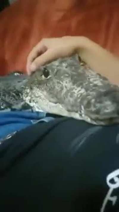 Landed an argonian gf. What yall think?