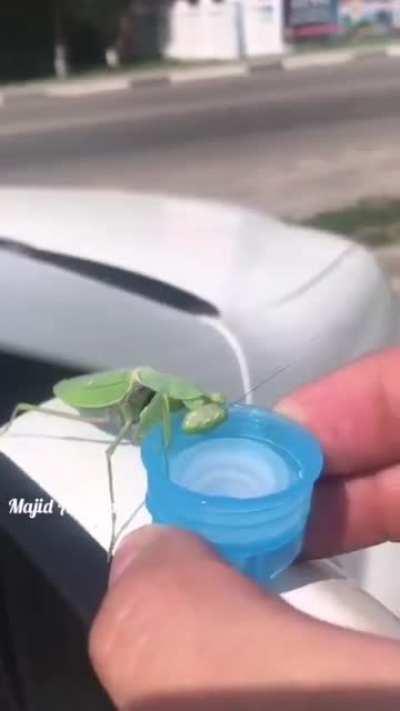 Helping out a thirsty praying mantis in the time of need.