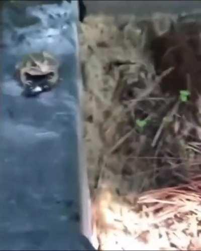 Froggo didnt like the flavor