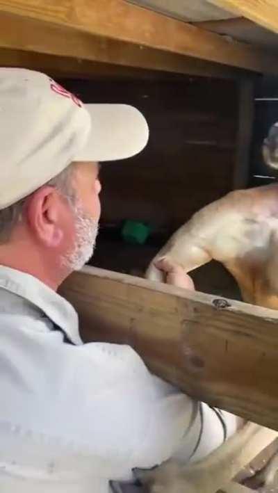 The Arnold Schwarzenegger of kanagroos