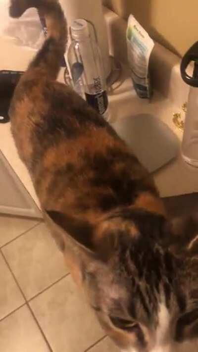 Chutney has a LOT to say (bonus purr-yells!)