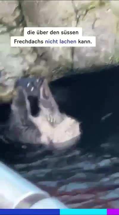 German otter getting rid of imperialistic IPhones one at a time. 🦦🇩🇪