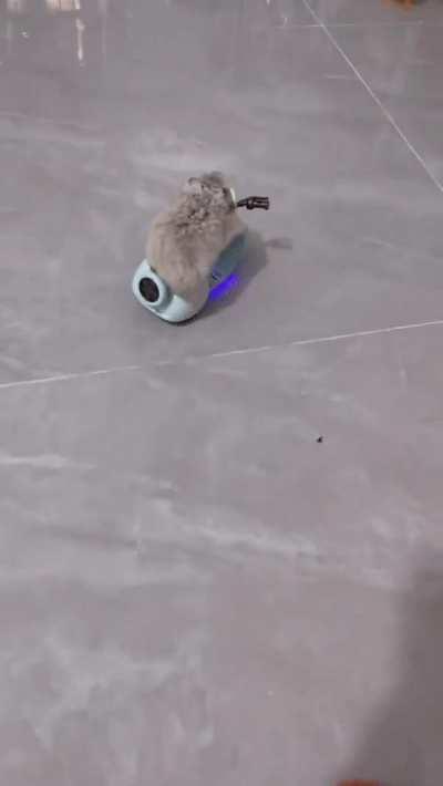 Hamster on a motorcycle. That's it. That's the post.