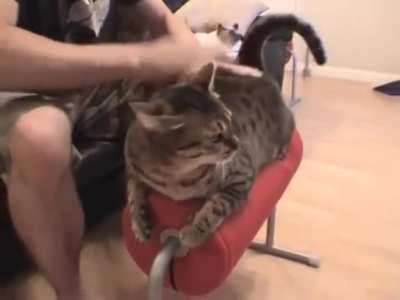 Tia enjoying the ancient artform of Cat Bongo-ing